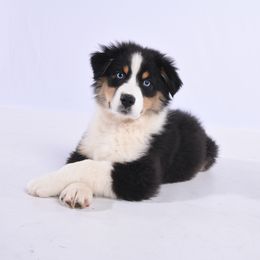 "Ava (( Our New Puppy ))" Australian Shepherd Puppies from Carolina Aussies