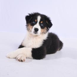 "Ava (( Our New Puppy ))" Australian Shepherd Puppies from Carolina Aussies