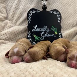 Cavapoo puppies from Loblolly Ranch