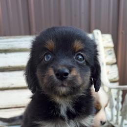 Blue - Black tri female Toy Australian Shepherd puppy in Licking, Missouri from Burnett Aussies