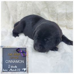 Cinnamon - Purple - Black Labrador Retriever puppy in Woodstock, Georgia from River Ridge Labrador Retrievers