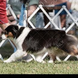 Lush Dolly - Miniature Australian Shepherd
