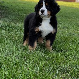Bernese Mountain Dog and Pembroke Welsh Corgi Puppies from Highland Meadows