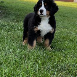 Bernese Mountain Dog and Pembroke Welsh Corgi Puppies from Highland Meadows