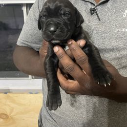 Cane Corso Puppies from Double C Cane Corso Kennel