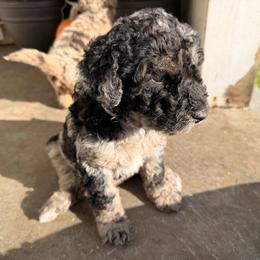 El(eleven) - Merle female Goldendoodle puppy in Eureka, California from North Coast Doodles