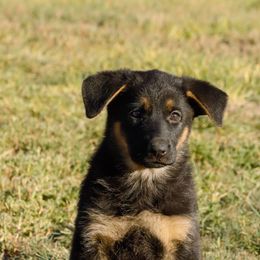 German Shepherd Puppies from Vom Haus Denfors K9