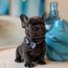 Bambi Infinity French Bulldogs - Blue male French Bulldog puppy in Port St Lucie, Florida from Infinity French Bulldogs
