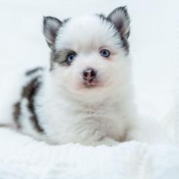 Spot - Black and white female Pomsky puppy in Spring City, Pennsylvania from Pomsky Power Puppies