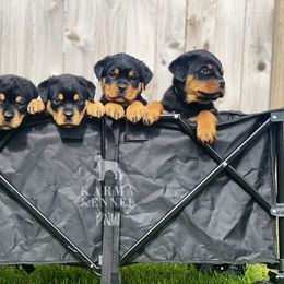 Rottweiler Puppies from KarmaKennelPNW
