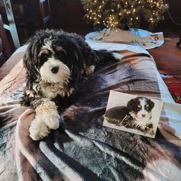 Bernedoodle and Goldendoodle Puppies from TurkeyCreek Doodles