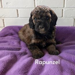 Rapunzel - Sable female Poodle puppy in Ellenburg Center, New York from Kristin's Puppies