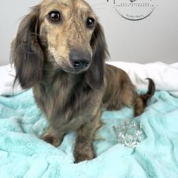 Haven - Dachshund