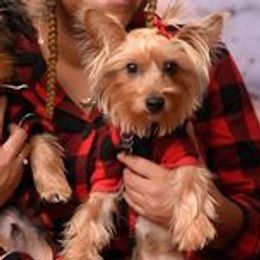 Poodles, Yorkipoos, and Yorkshire Terriers from Luv My Yorkies, LLC