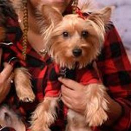 Poodles, Yorkipoos, and Yorkshire Terriers from Luv My Yorkies, LLC