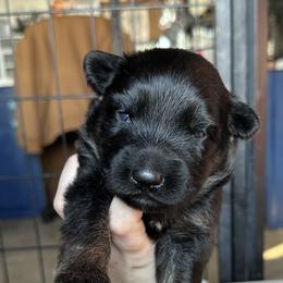 Double - Bi-color male German Shepherd puppy in New Cambria, Missouri from Des Hausraben Shepherds