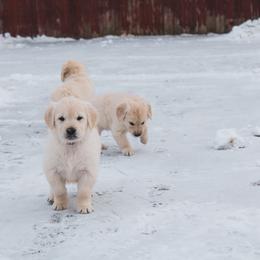 Cocoa - Light golden male Golden Retriever puppy in Mason, Michigan from Sweet Breeze Acres