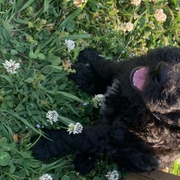 Girl 5 - Poodle puppy in Morrison, Tennessee from Country Road Homestead