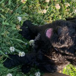 Girl 5 - Poodle puppy in Morrison, Tennessee from Country Road Homestead