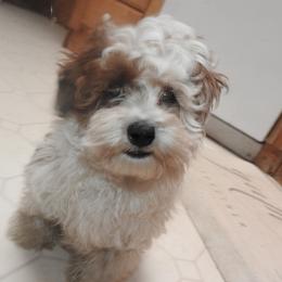 Dexter - Brown and white male Shichon puppy in Kettle Falls, Washington from Smallstar Puppys