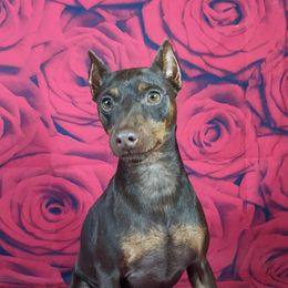 Duke - Miniature Pinscher