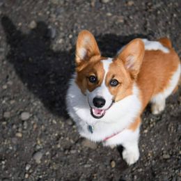 American Corgi, Cardigan Welsh Corgi, and Pembroke Welsh Corgi Puppies from Chloe's Colorful Corgis