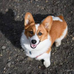 American Corgi, Cardigan Welsh Corgi, and Pembroke Welsh Corgi Puppies from Chloe's Colorful Corgis