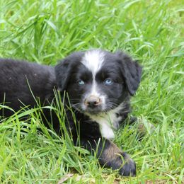 Australian Shepherd Puppies from Moss' Cross Creek Aussie’s