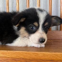 Saturn - Black and tan female Pembroke Welsh Corgi puppy in Derby, Iowa from NHC Kennels