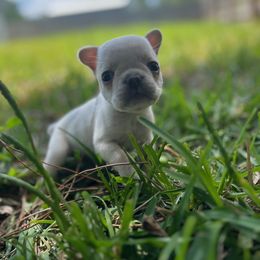 Jax - Cream French Bulldog puppy in New Smyrna Beach, Florida from Beachside Boxers and Frenchies