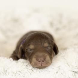 Choc and cream girl 1 purple - Chocolate and cream female Dachshund puppy in Seminary, Mississippi from Down South Mavericks Dachshunds