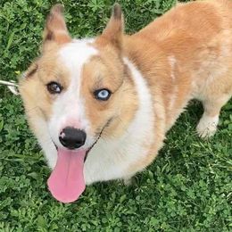 Max - Pembroke Welsh Corgi