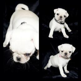 Pug Puppies from Pugs R 4 U in KY