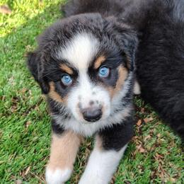 Rosemary - Black tri female Miniature American Shepherd puppy in Springfield, Missouri from Sunrock Kennel
