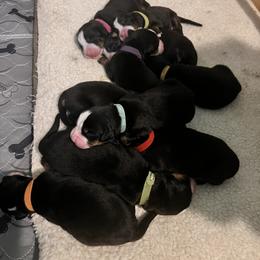 Bernese Mountain Dog Puppies from Berners of New Mexico