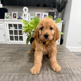 Yellow - Apricot female Goldendoodle puppy in Bakersfield, California from Lavish Doodles