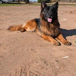 Indiana - Black and red male German Shepherd puppy in Enid, Oklahoma from Vom Holtzinger German Shepherds