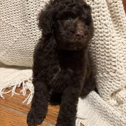 Taka - Brown male Poodle puppy in Troy, New Hampshire from SP Standard Poodles