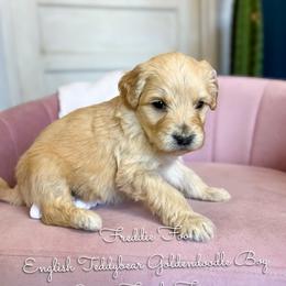 Freddie Foo English Teddybear - Apricot male Goldendoodle puppy in Grove, Oklahoma from Guinn Family Farms