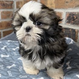 Peter - Silver gold and white male Shih Tzu puppy in Morrisville, Missouri from Sweetbriar Shih Tzu