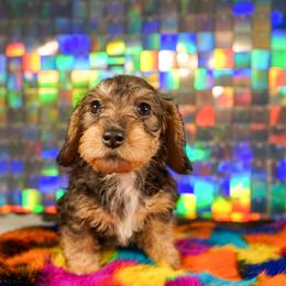 American Corgi, Dachshund, and Pembroke Welsh Corgi Puppies from Shining A Lowriders & Co.