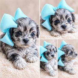 Silvvy - Merle female Shihpoo puppy in Delphos, Ohio from Route 66 Poodles & Doodles, Sapphire Shih-tzu's of Ohio