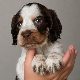 Cinderella - Liver white and tan female English Springer Spaniel puppy in Fort White, Florida from Thunderbird Springers