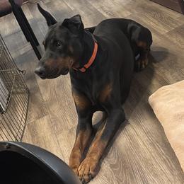 Doberman Pinscher All Grown Up from Joselyn James