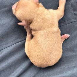 Jewel - Red female Cavapoo puppy in Miami, Oklahoma from BriarCreek Cavapoos