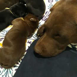 Labrador Retriever Puppies from Fetching Labrador Retrievers