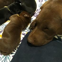 Labrador Retriever Puppies from Fetching Labrador Retrievers