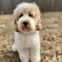 Athena - Australian Labradoodle