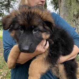 German Shepherd Puppies from Central Florida Shepherds