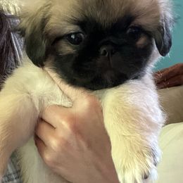 Pekingese and Poodle Puppies from Wild Flower Pekingese